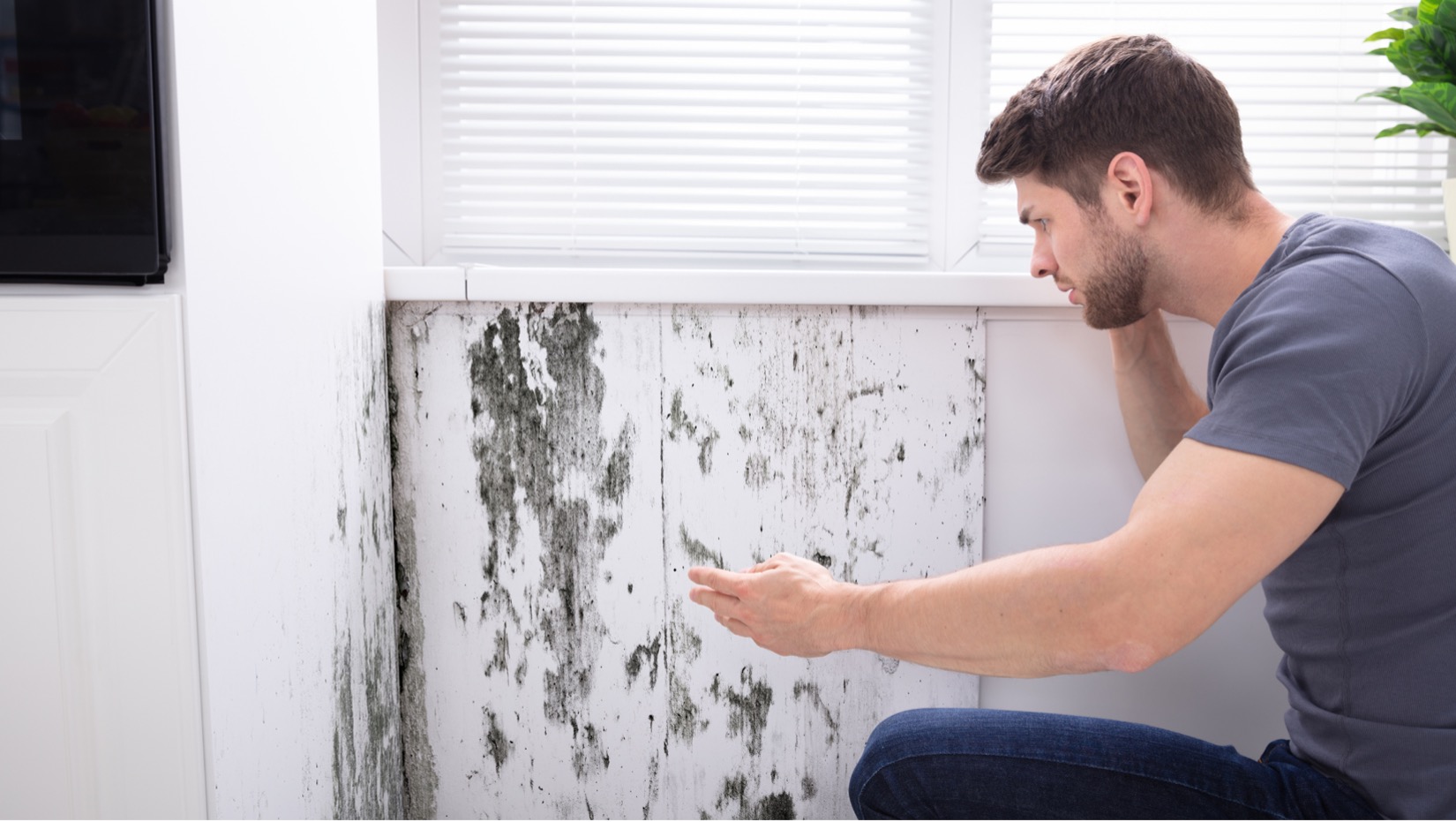 Read more about the article 4 Possible Ways That an HVAC Company in Raymore Can Detect Mold in Your Home